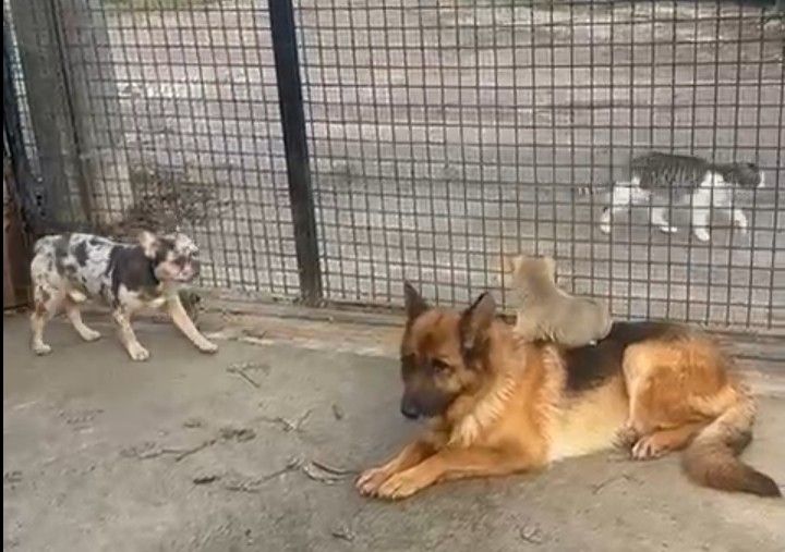 Klicken Sie hier um das Bild zu vergrößern